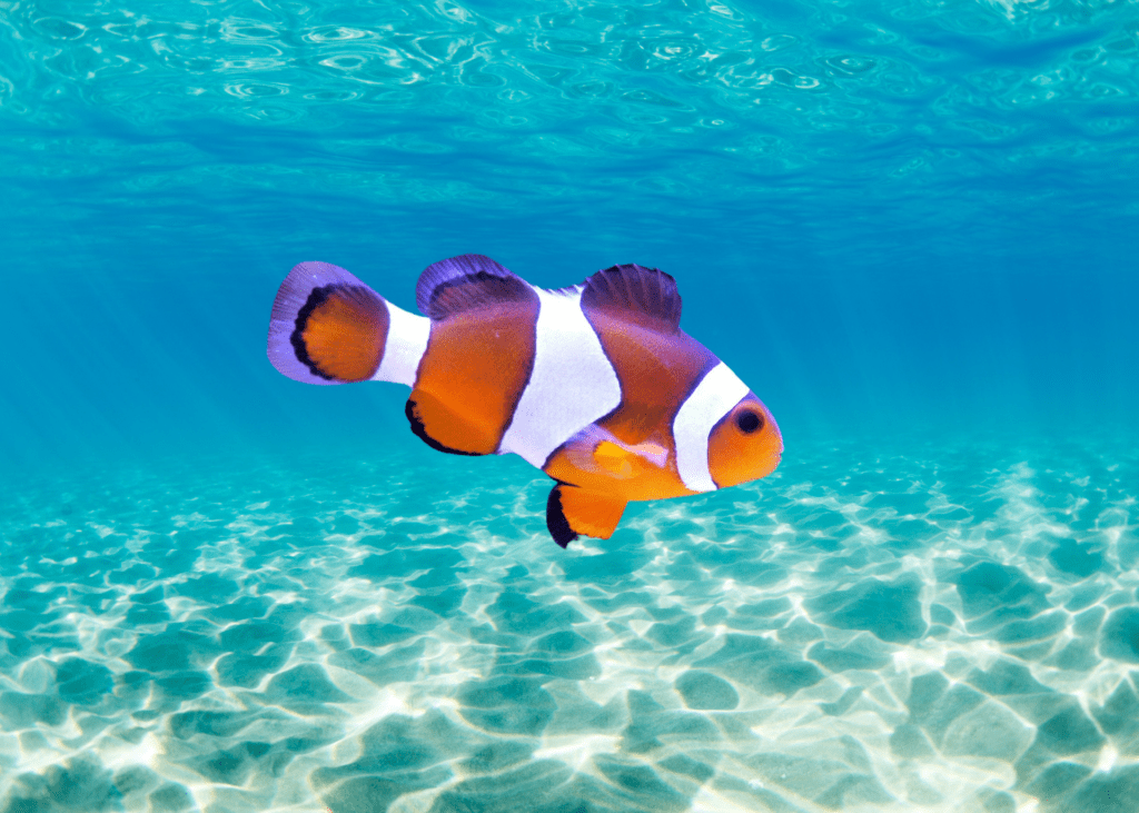 Clown Fish in the sea: Disney Movies About Textile Waste
